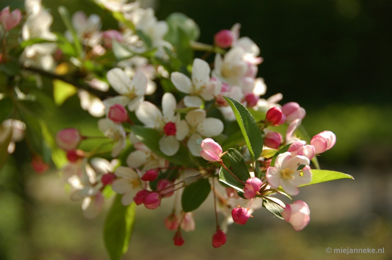 DSC_2887.JPG - Lente in Arcen