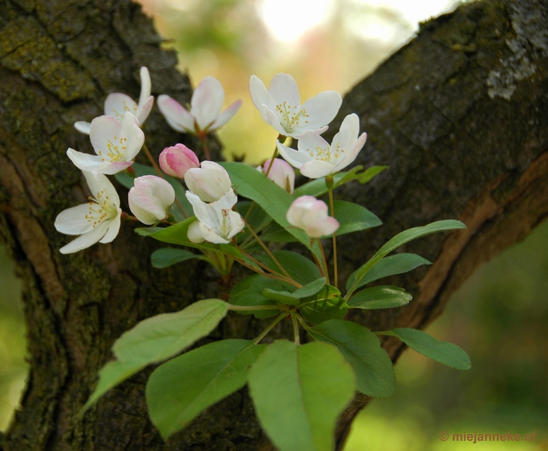 DSC_2889a.JPG - Lente in Arcen