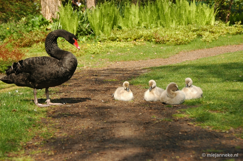 DSC_3009.JPG - Lente in Arcen