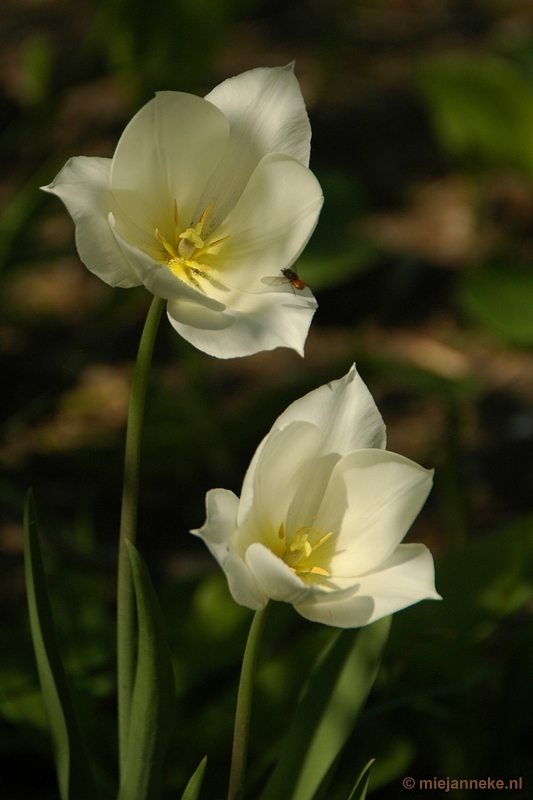 DSC_3062.JPG - Lente in Arcen