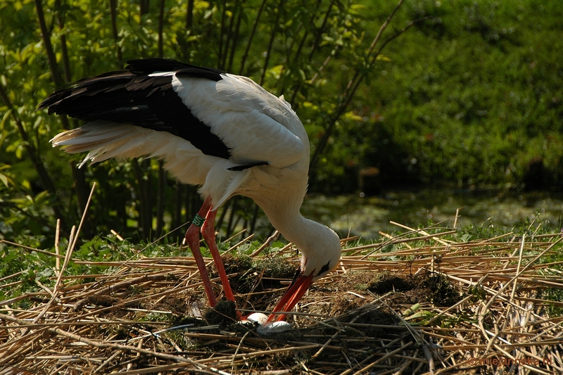 DSC_3172.JPG - Lente in Arcen