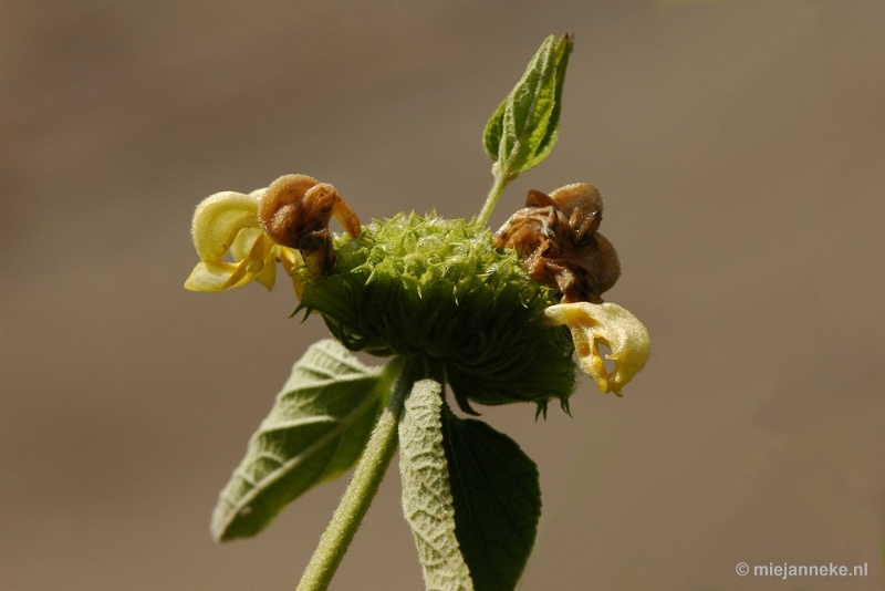 DSC_8003.JPG - Lente in Arcen