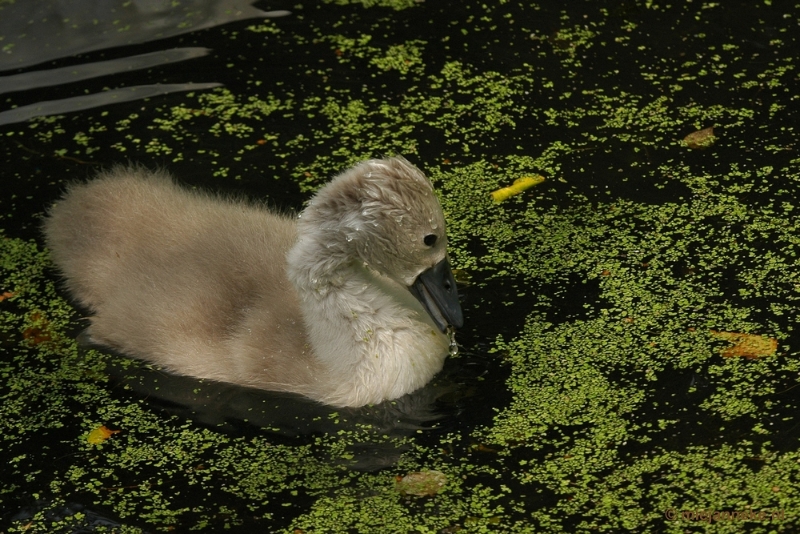 DSC_8137.JPG - Lente in Arcen