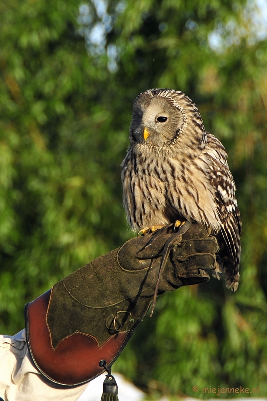 _DSC3264.JPG - Zon, sneeuw en vogels