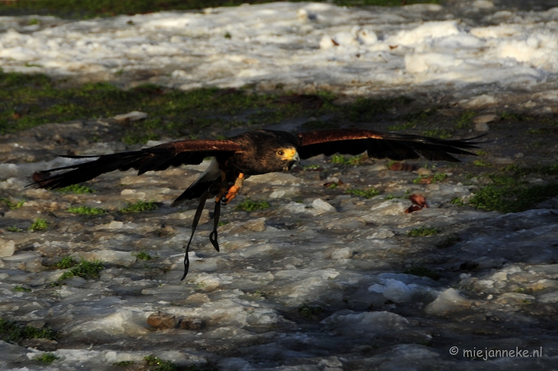 _DSC3287.JPG - Zon, sneeuw en vogels