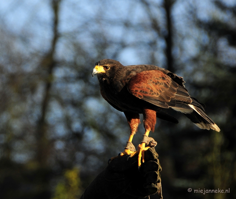 _DSC3292.JPG - Zon, sneeuw en vogels