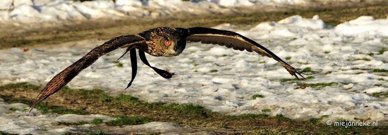 _DSC3295a.JPG - Zon, sneeuw en vogels