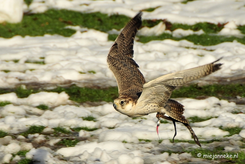 _DSC3311a.JPG - Zon, sneeuw en vogels