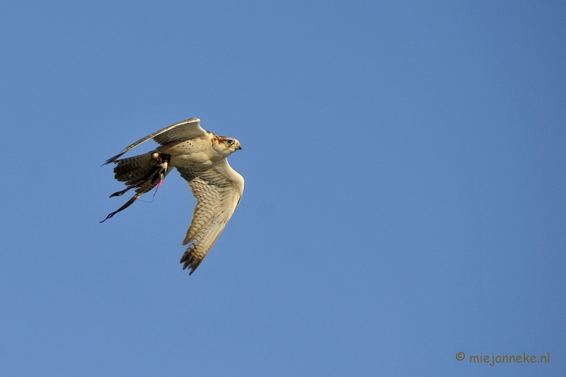 _DSC3321a.JPG - Zon, sneeuw en vogels