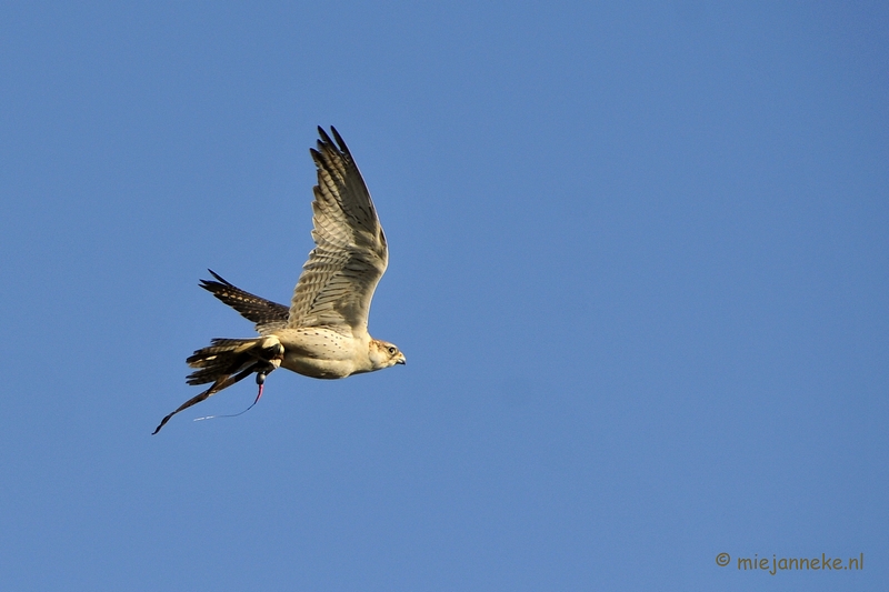 _DSC3323a.JPG - Zon, sneeuw en vogels