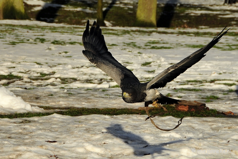 _DSC3358.JPG - Training Chilliarend