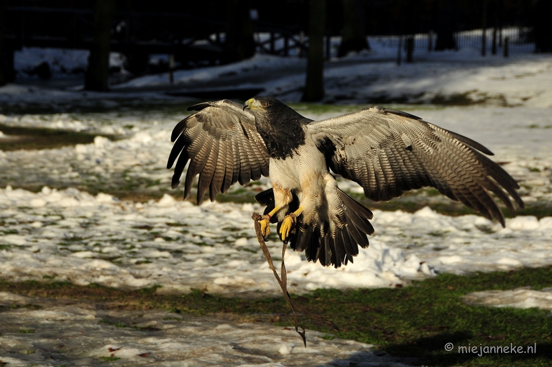 _DSC3363.JPG - Training Chilliarend