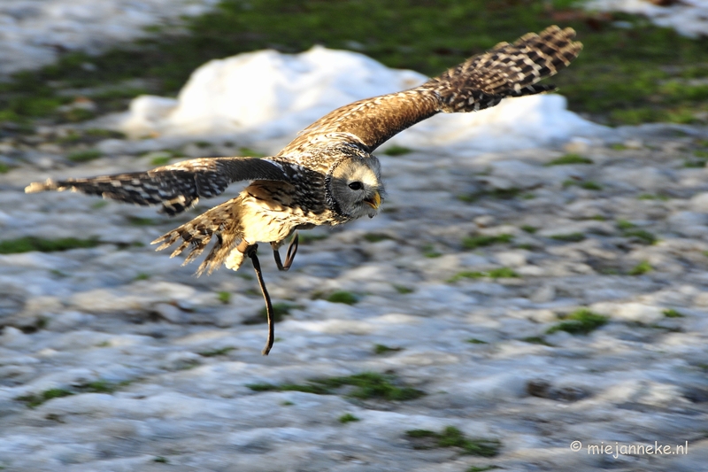 _DSC3501.JPG - Zon, sneeuw en vogels