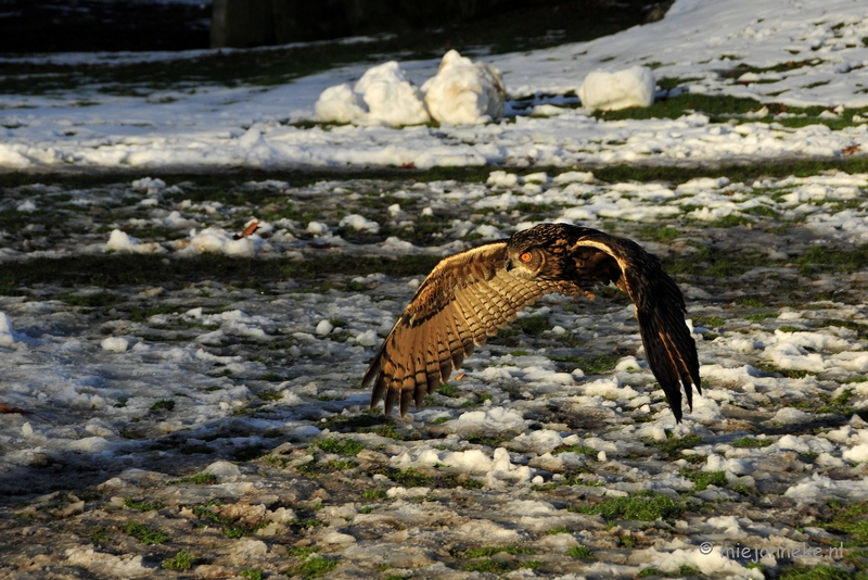 _DSC3523.JPG - Zon, sneeuw en vogels