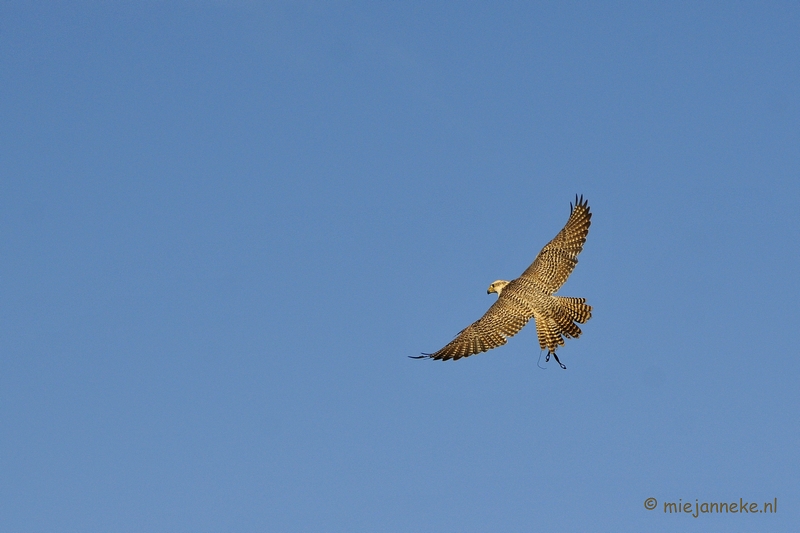 _DSC3534.JPG - Zon, sneeuw en vogels