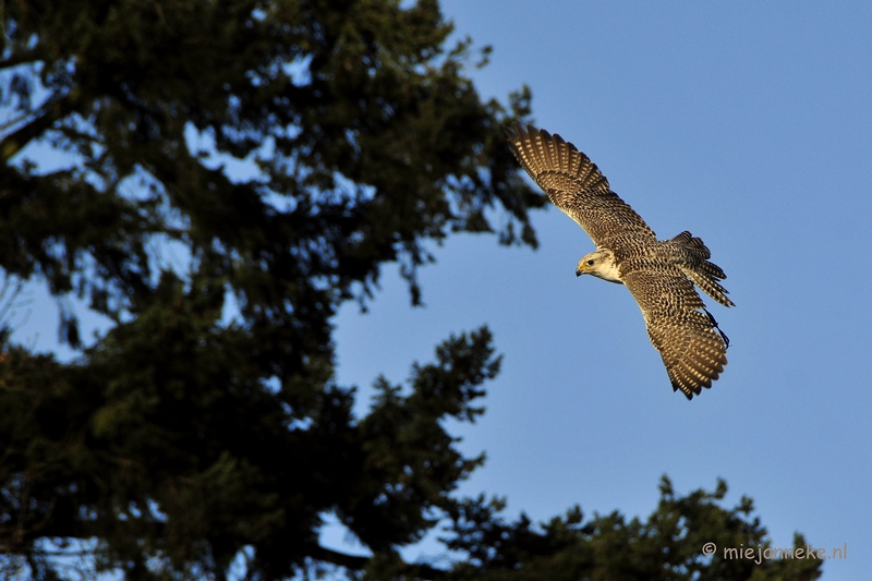 _DSC3542.JPG - Zon, sneeuw en vogels