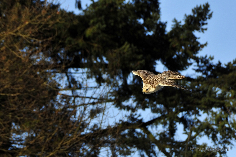 _DSC3543.JPG - Zon, sneeuw en vogels