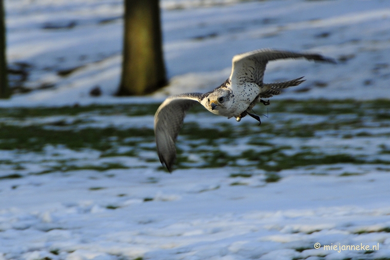 _DSC3566.JPG - Zon, sneeuw en vogels