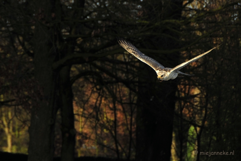 _DSC3577.JPG - Zon, sneeuw en vogels