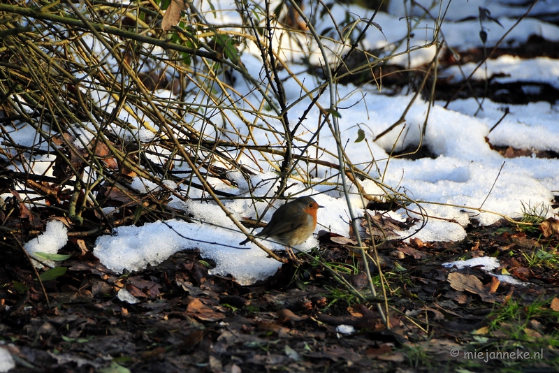 _DSC3612.JPG - Arcen in het nieuwe jaar