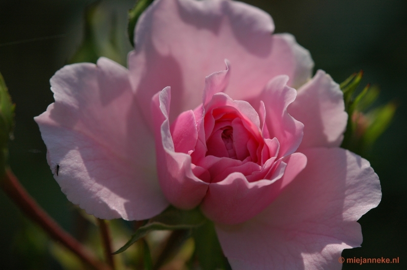 DSC_7335.JPG - Kasteeltuin Arcen