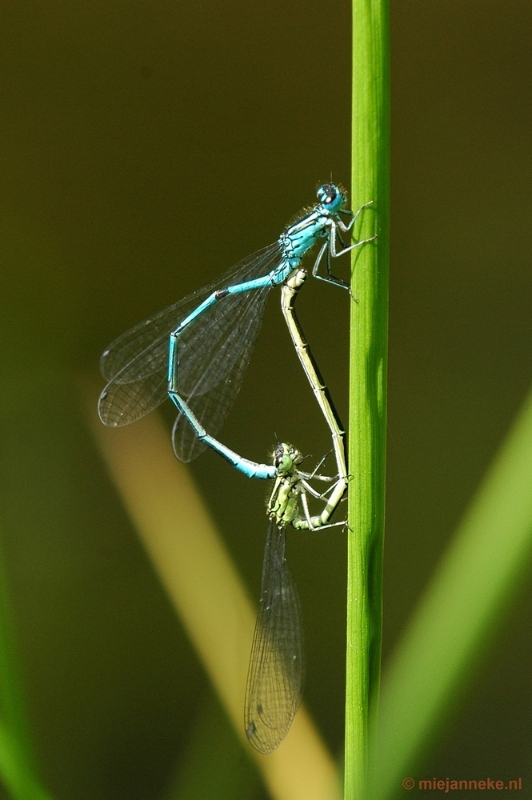 DSC_7402.JPG - Kasteeltuin Arcen