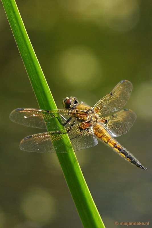 DSC_7419a.JPG - Kasteeltuin Arcen