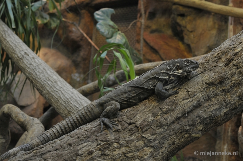 07.JPG - Even in Artis