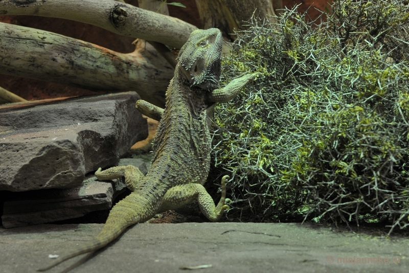 10.JPG - Even in Artis