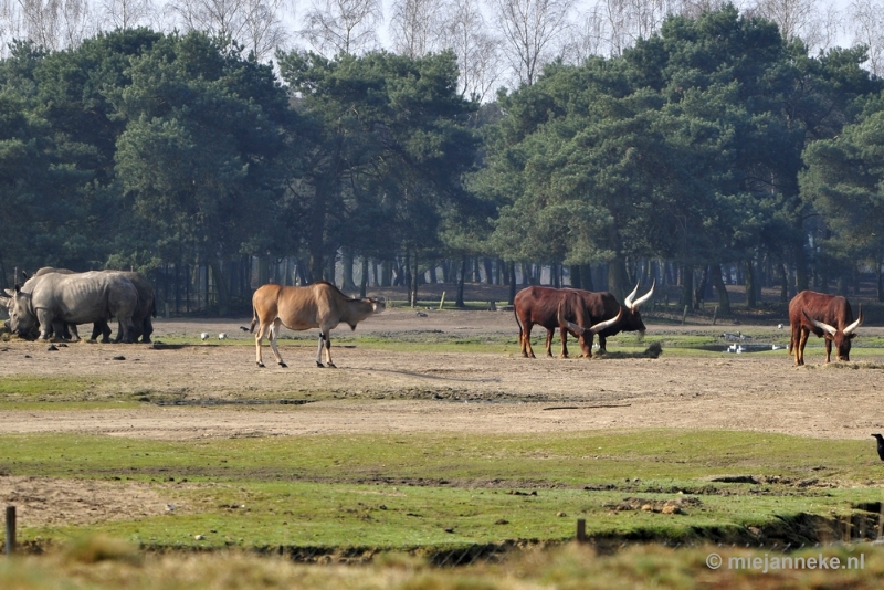 _DSC1545.JPG - Beekse Bergen