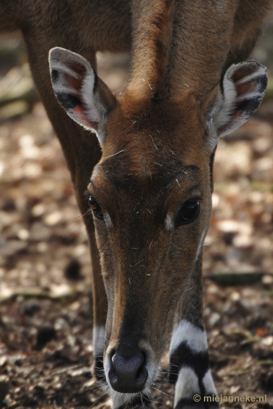 _DSC1557.JPG - Beekse Bergen