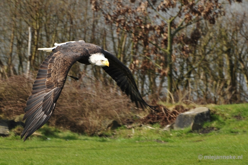 _DSC1683.JPG - Beekse Bergen