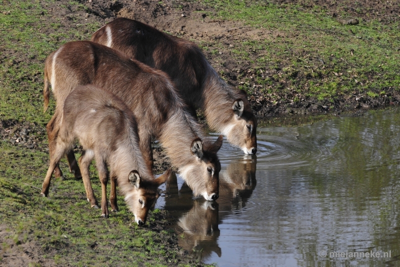 _DSC2152.JPG - Beekse Bergen