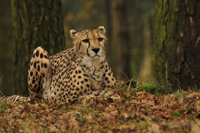 _DSC2372.JPG - Beekse Bergen