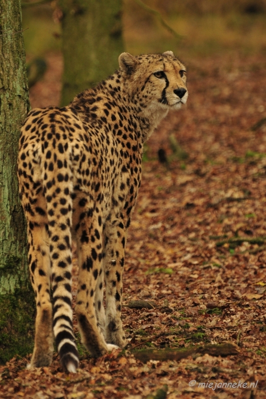 _DSC2407.JPG - Beekse Bergen