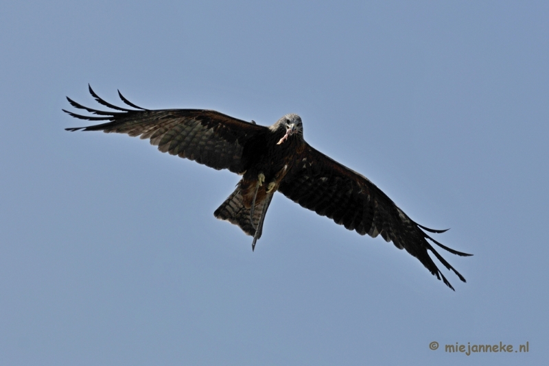 _DSC8153a.JPG - Beekse Bergen