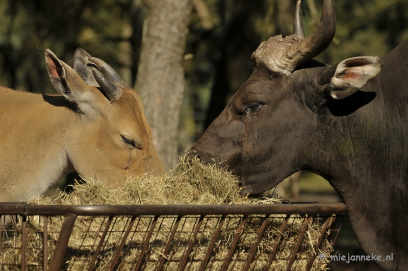 _DSC8457.JPG - Beekse Bergen