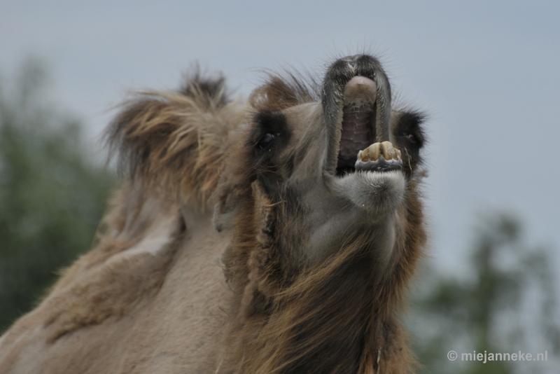 _DSC1078.JPG - Dierenrijk nuenen 2012