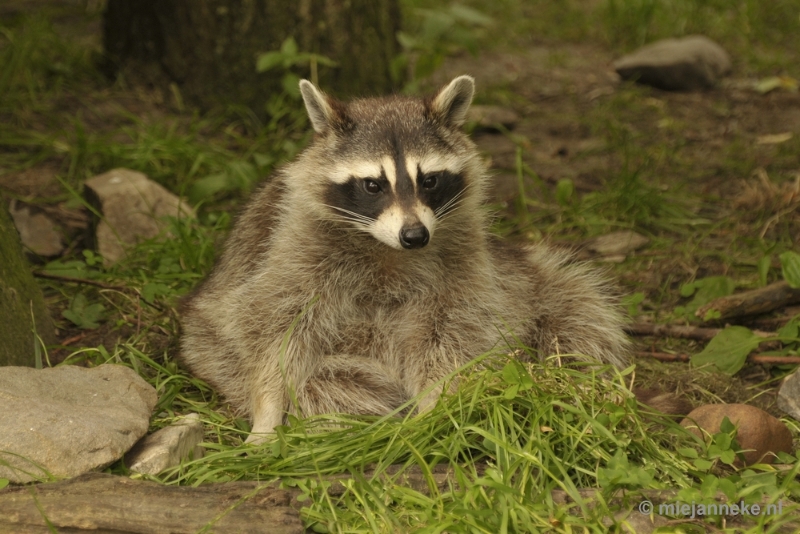 _DSC1376.JPG - Dierenrijk nuenen 2012