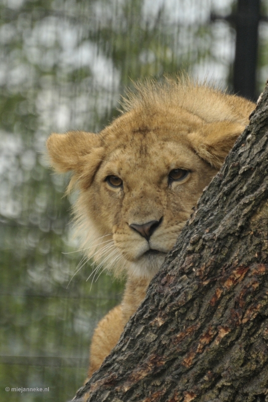 _DSC3924.JPG - Dierenrijk nuenen 2012