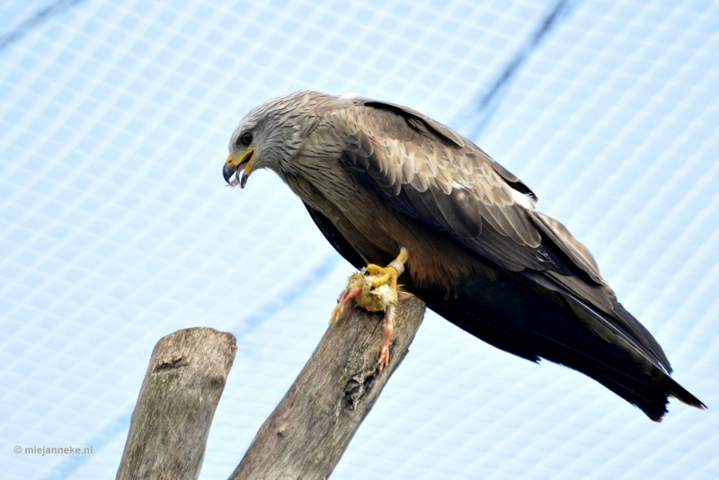 _DSC4219.JPG - Dierenrijk nuenen 2012