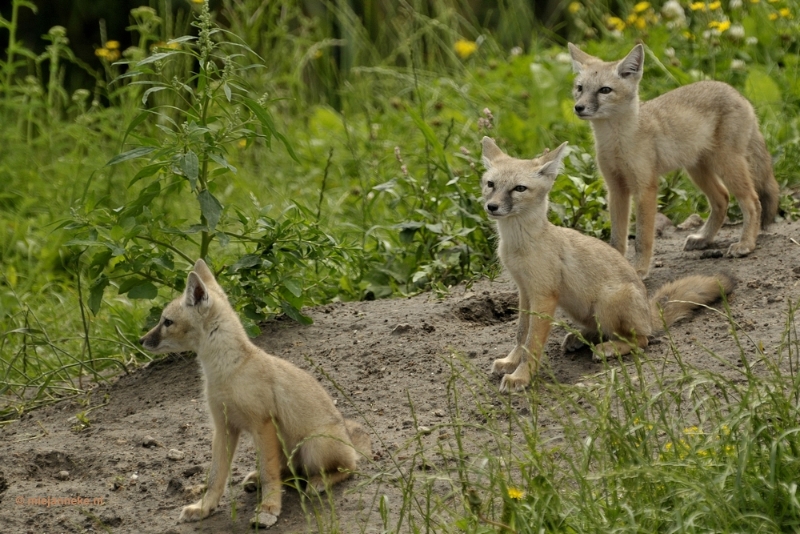 _DSC4385a.JPG - Dierenrijk nuenen 2012