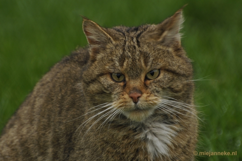 _DSC6337.JPG - Dierenrijk