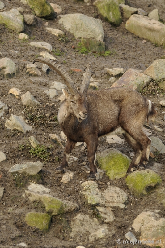 _DSC6394.JPG - Dierenrijk