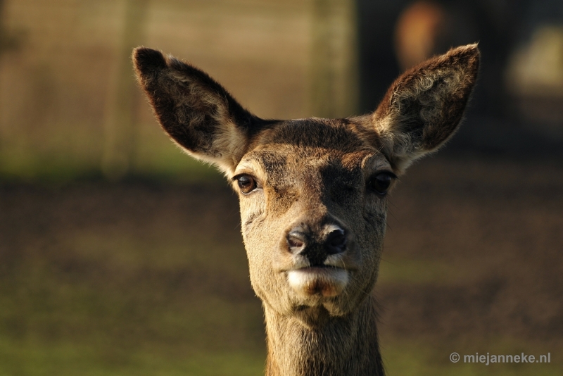 _DSC6470.JPG - Dierenrijk