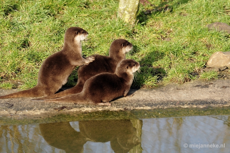 _DSC6513.JPG - Dierenrijk