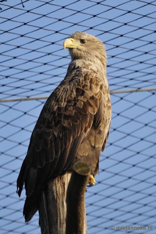 _DSC6547.JPG - Dierenrijk