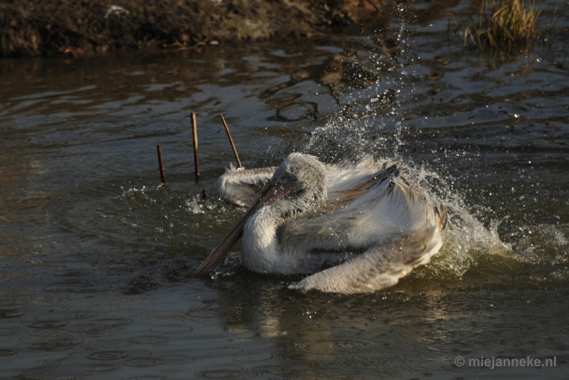 _DSC6595.JPG - Dierenrijk