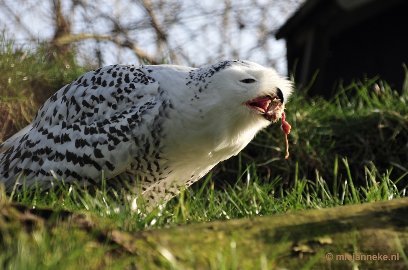 _DSC6646.JPG - Dierenrijk