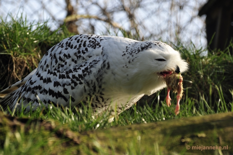 _DSC6679.JPG - Dierenrijk